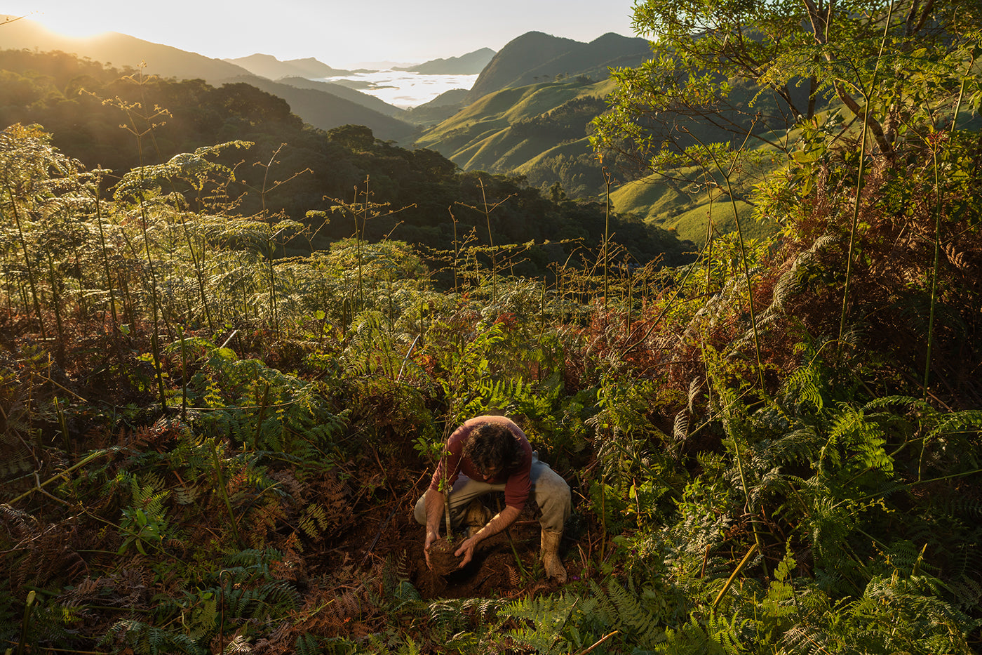 The Atlantic Forest: People vs. Politics