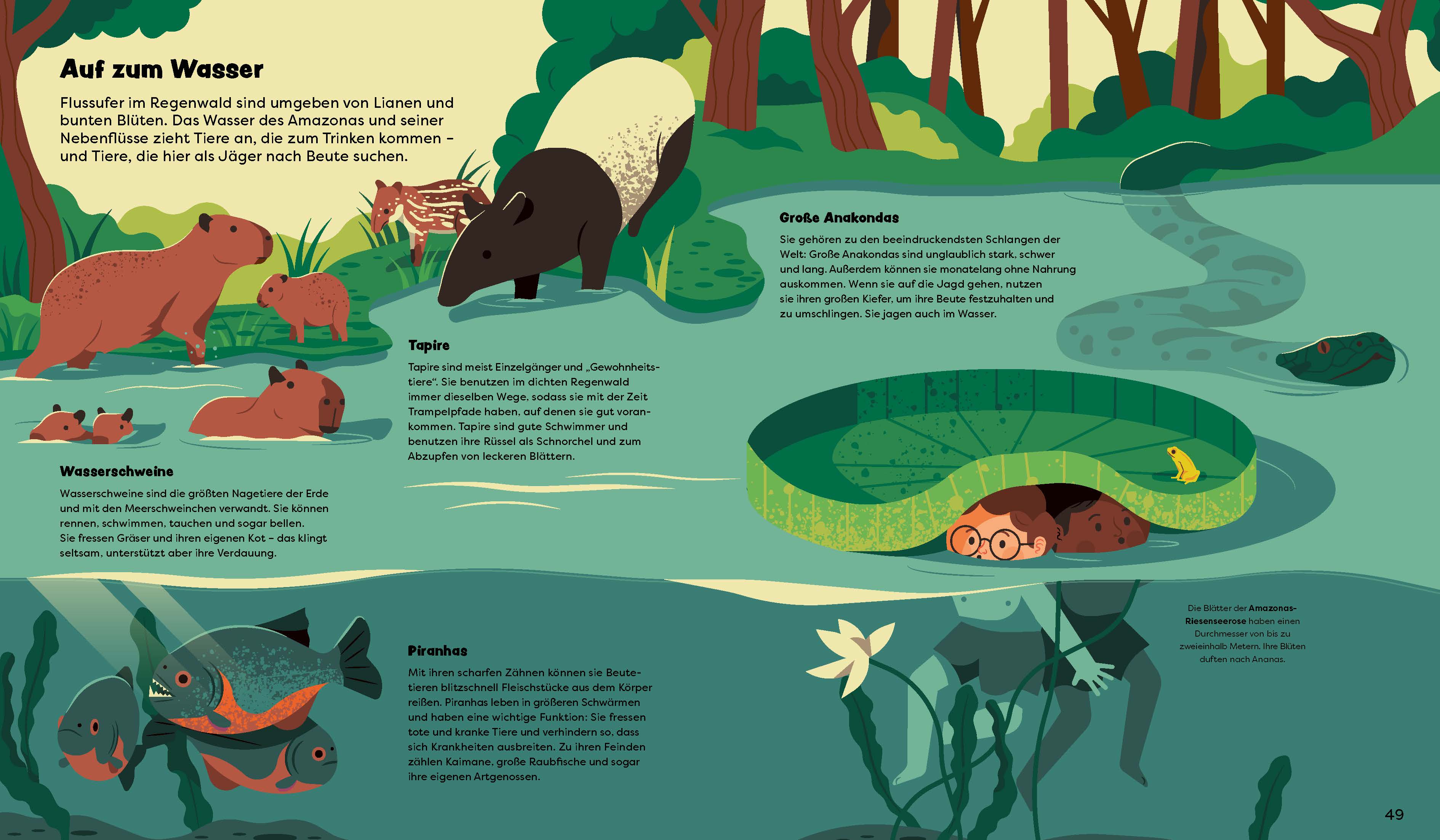 Flussufer im Regenwald sind umgeben von Lianen und bunten Blüten. Das Wasser des Amazonas und seiner Nebenflüsse zieht Tiere an, die zum Trinken kommen – und Tiere, die hier als Jäger nach Beute suchen.