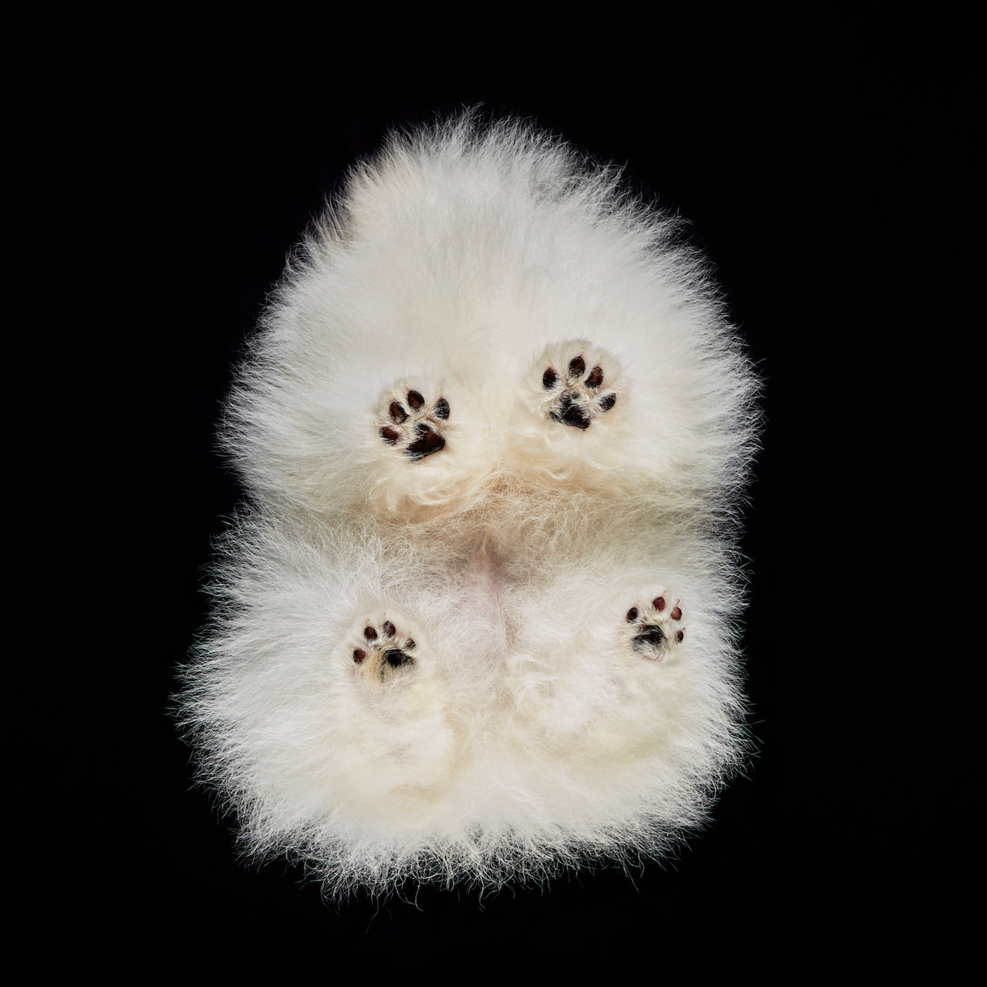 Under-Dogs