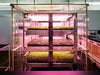 LOKAL was a pop-up salad bar and hydroponic farming system Photo: Rory Gardiner