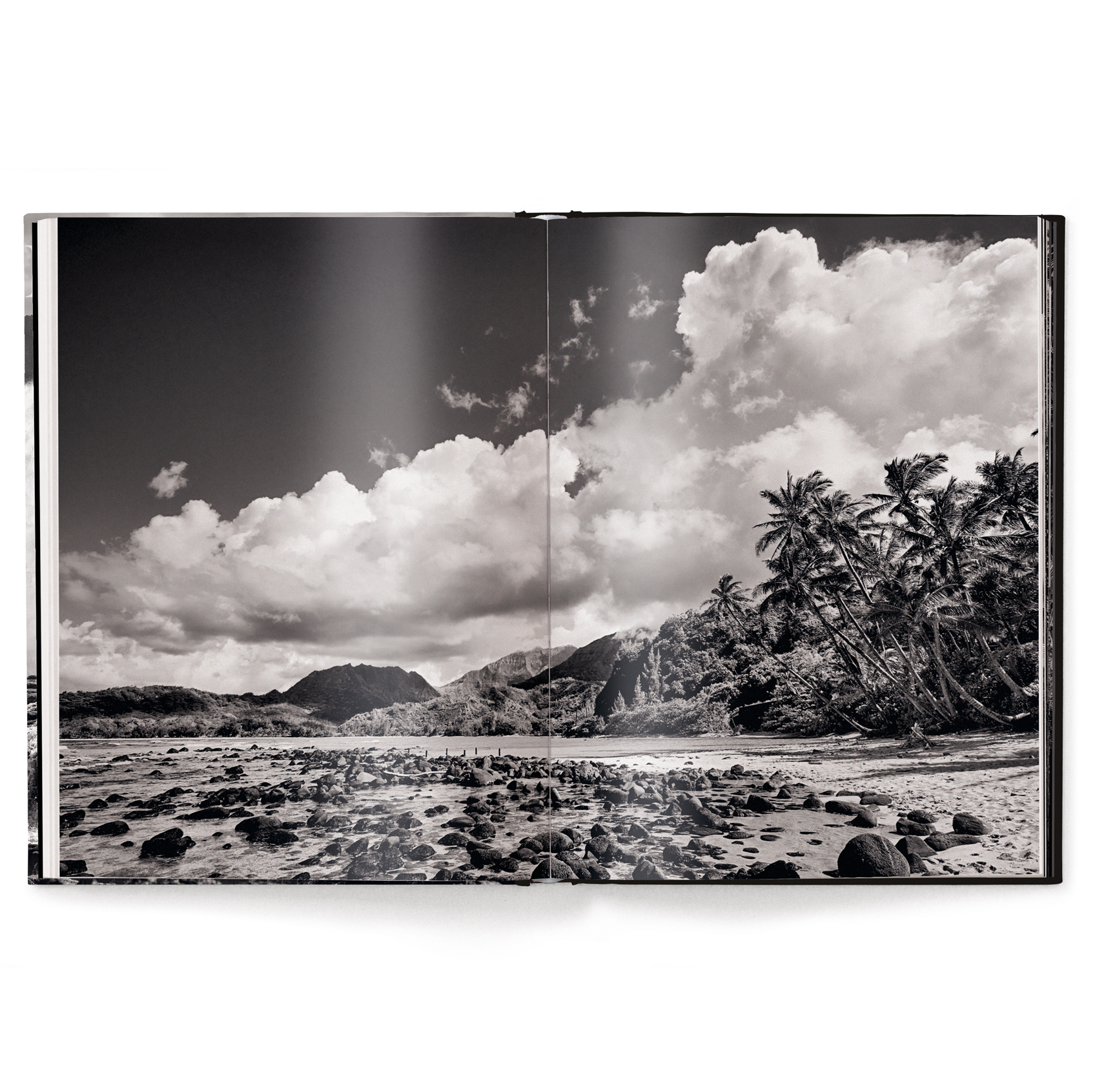 Black and white landscape with palm trees and mountains