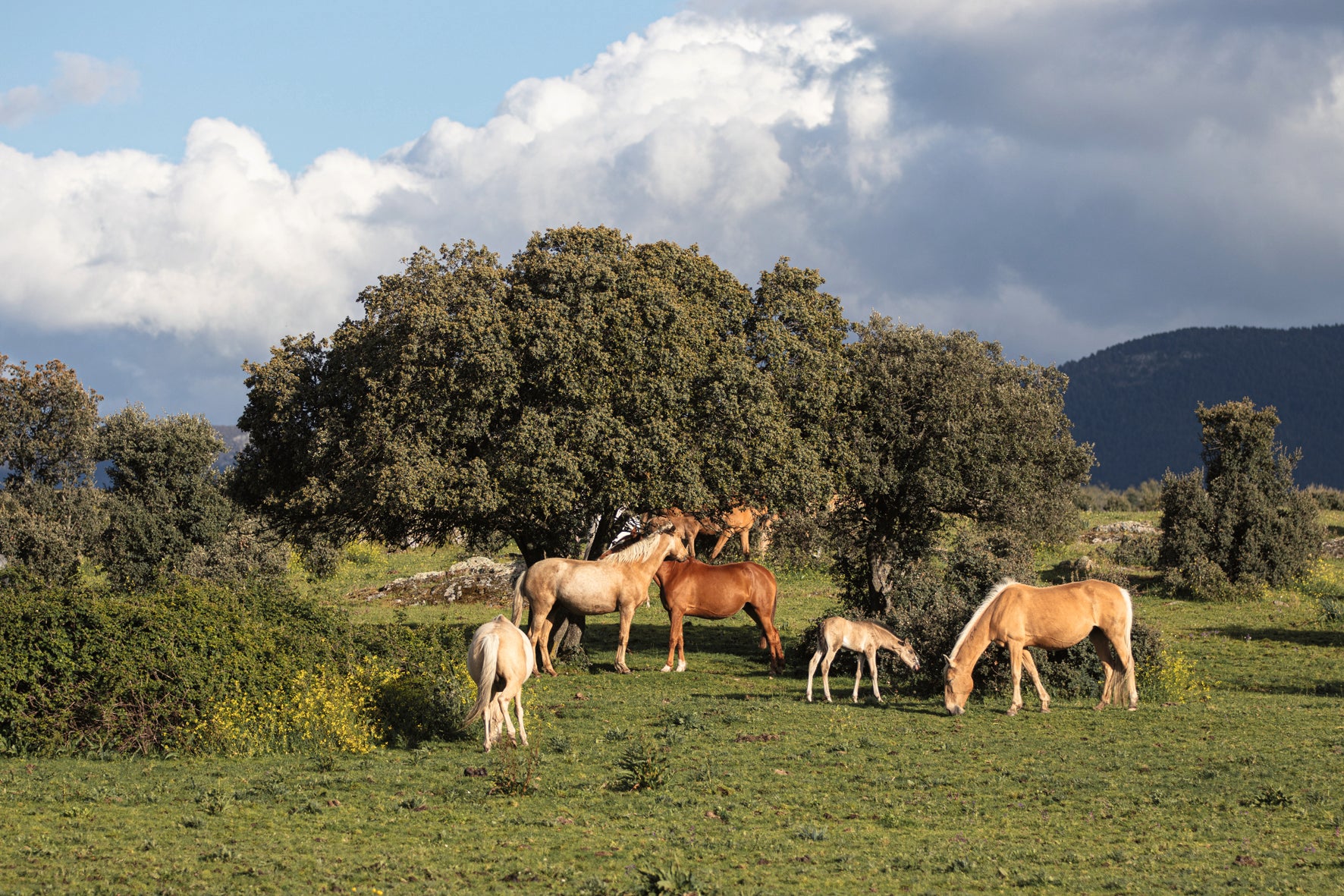 Reiten: Das ultimative Buch