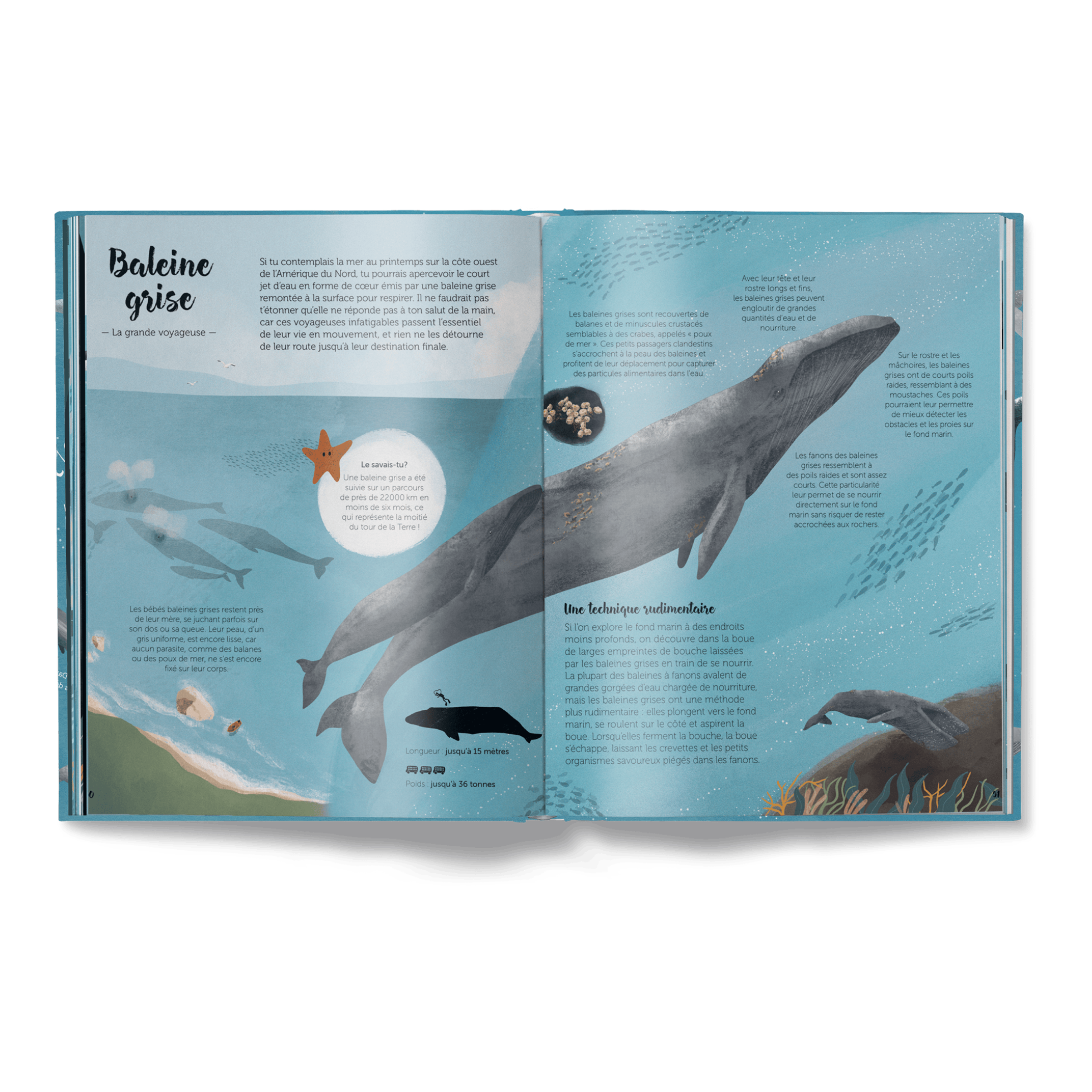 Le Monde des Baleines