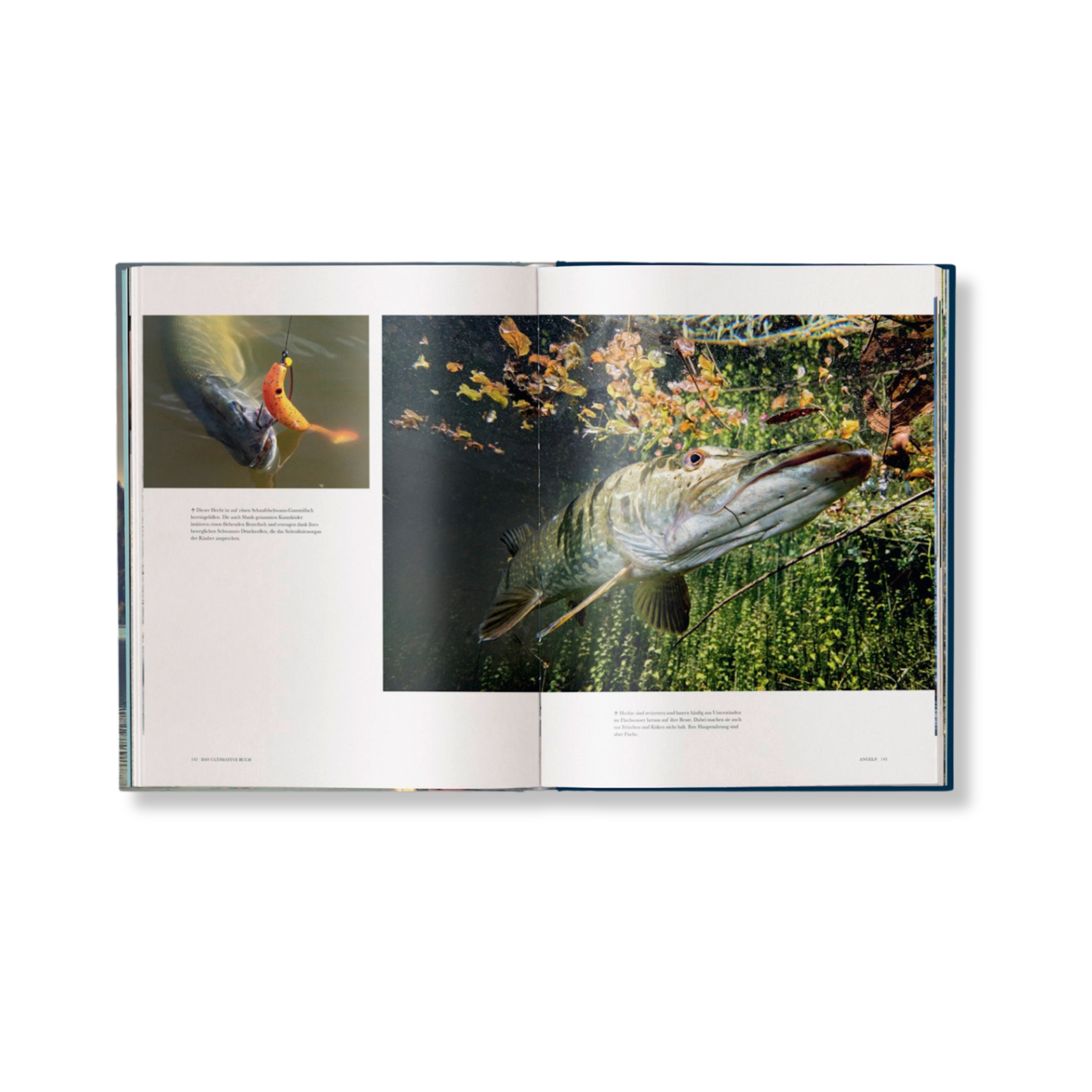 Angeln: Das ultimative Buch