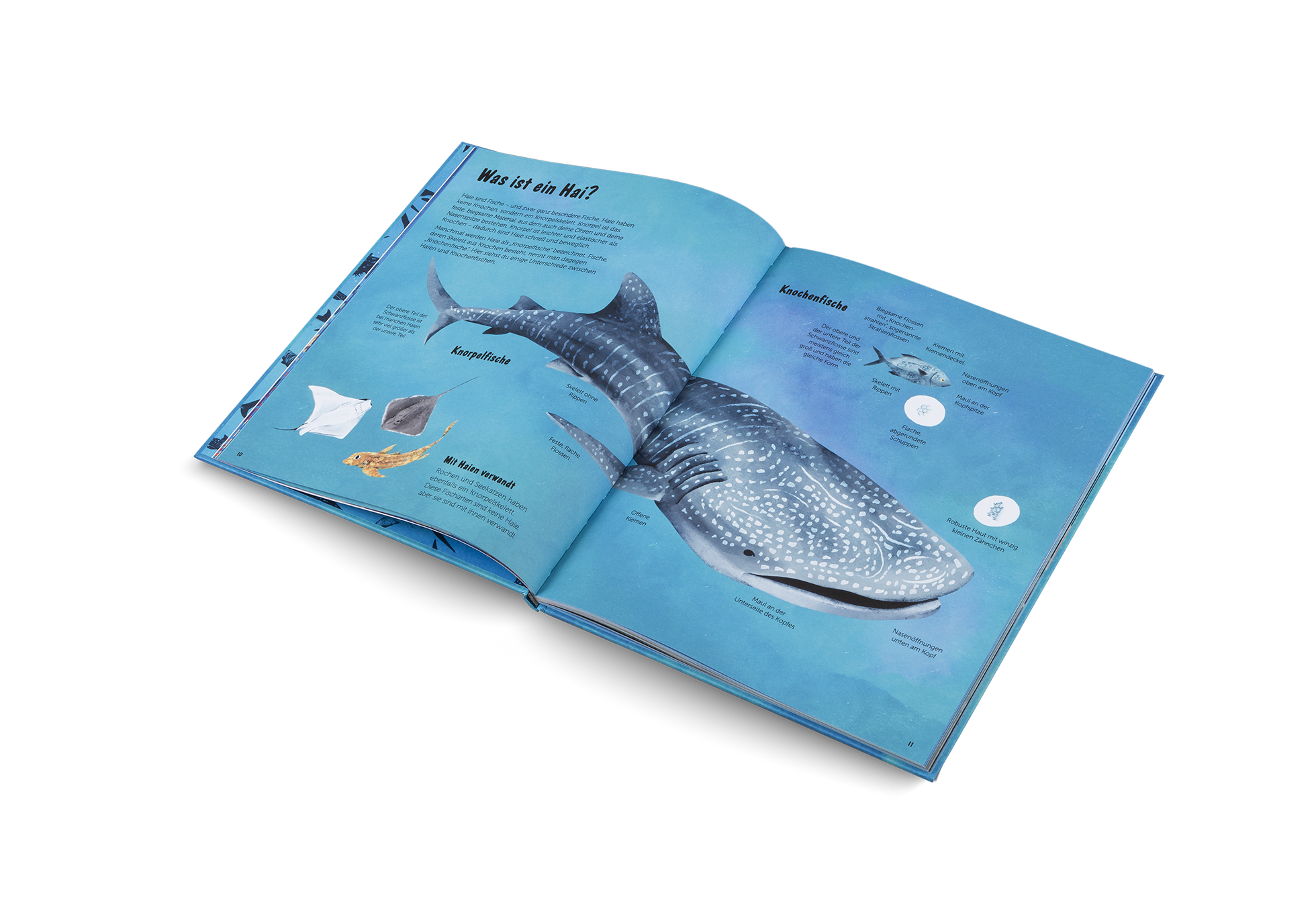 Die Welt der Haie