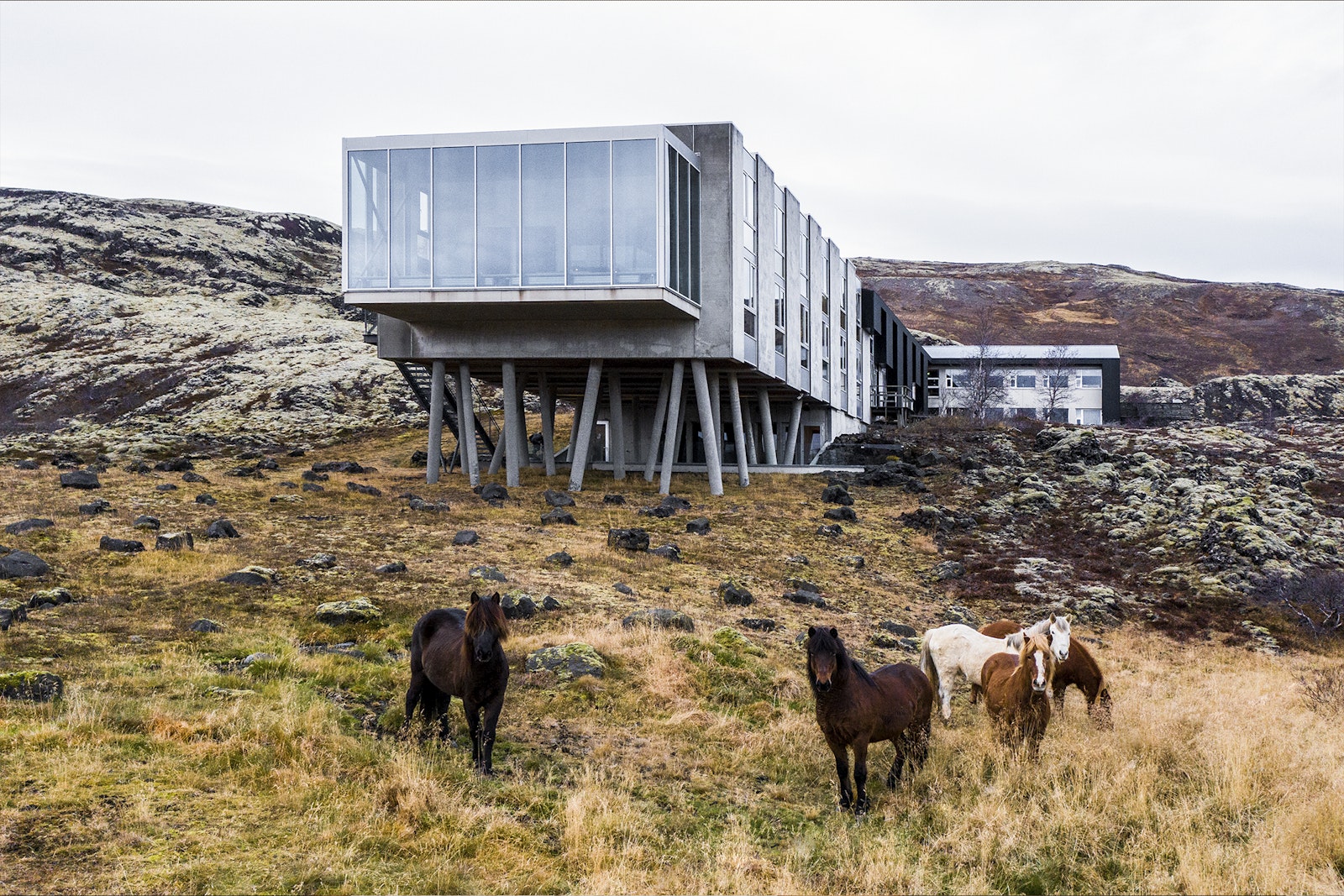 Modern building with horses in a grassy field
