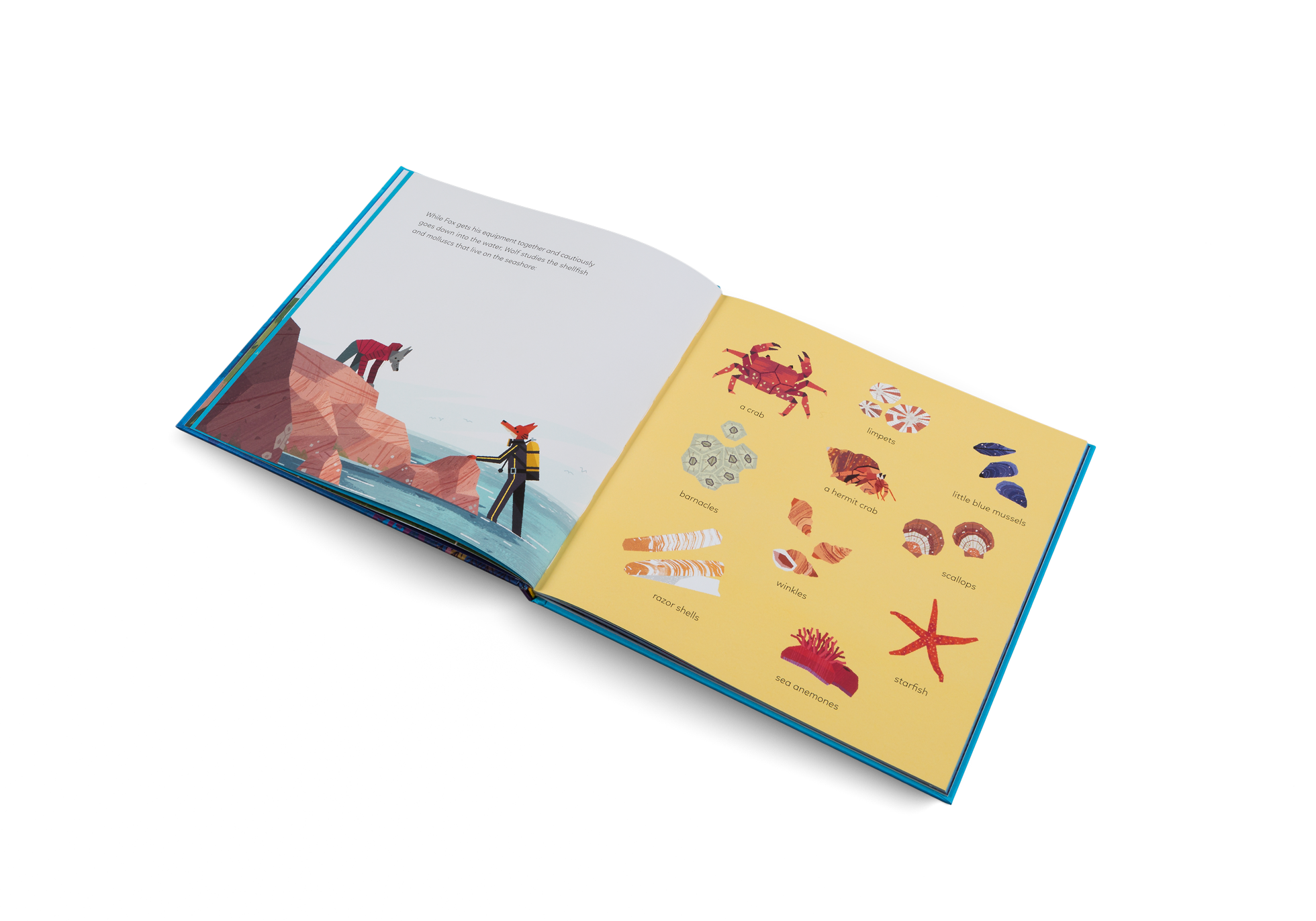 Fox and Wolf are studying the shellfish and and molluscs that live on the seashore before their deep sea quest