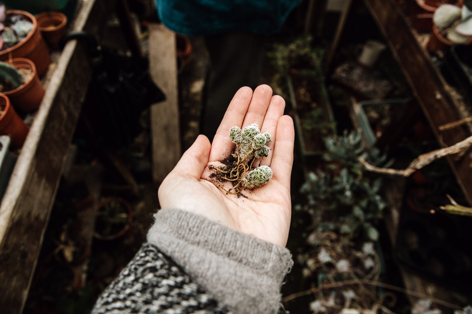 Evergreen Living with plants gestalten coffee table book