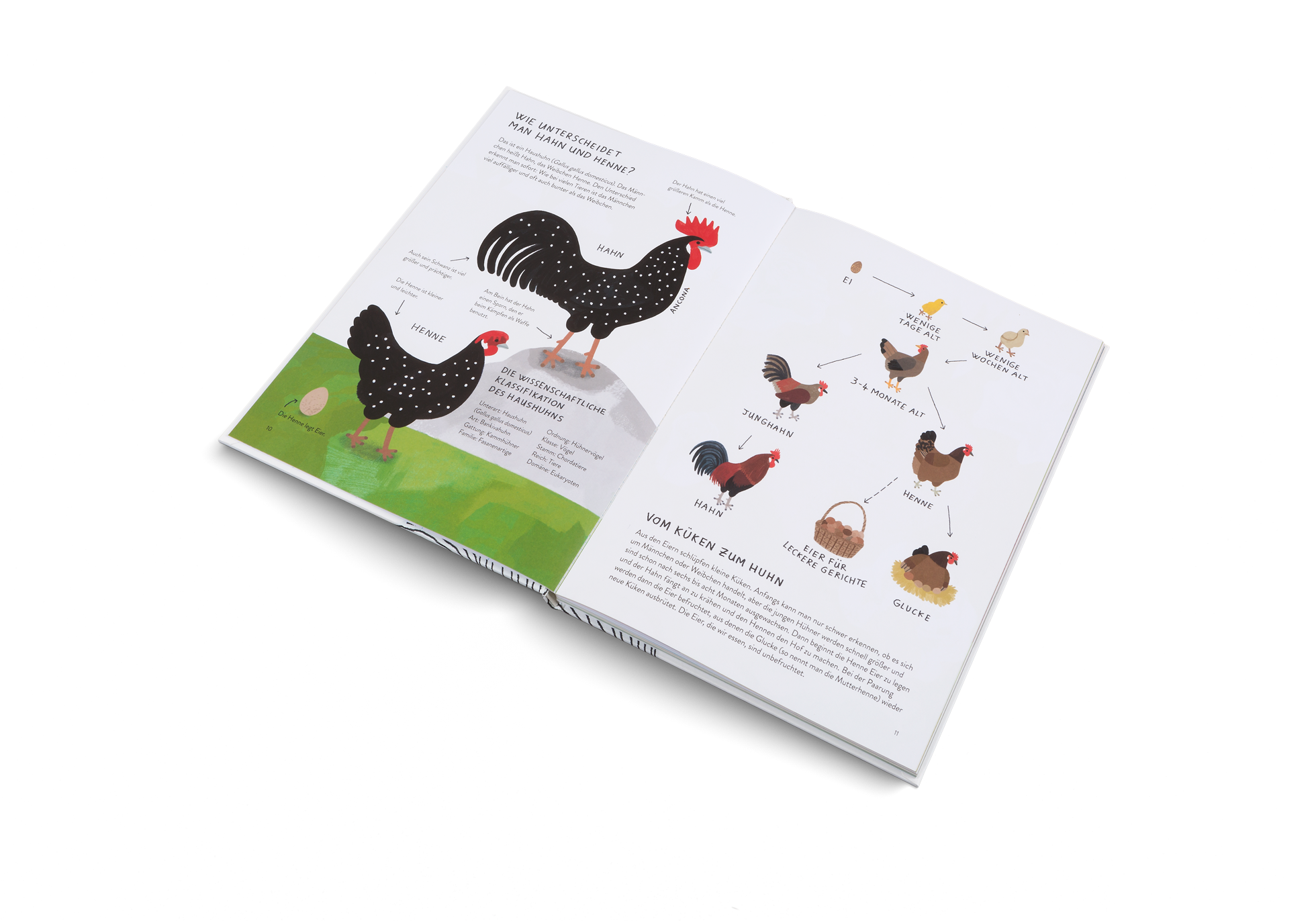 Wie unterscheidet man Hahn und Henne in Ich wollt', ich wär' ein Huhn von Kleine Gestalten