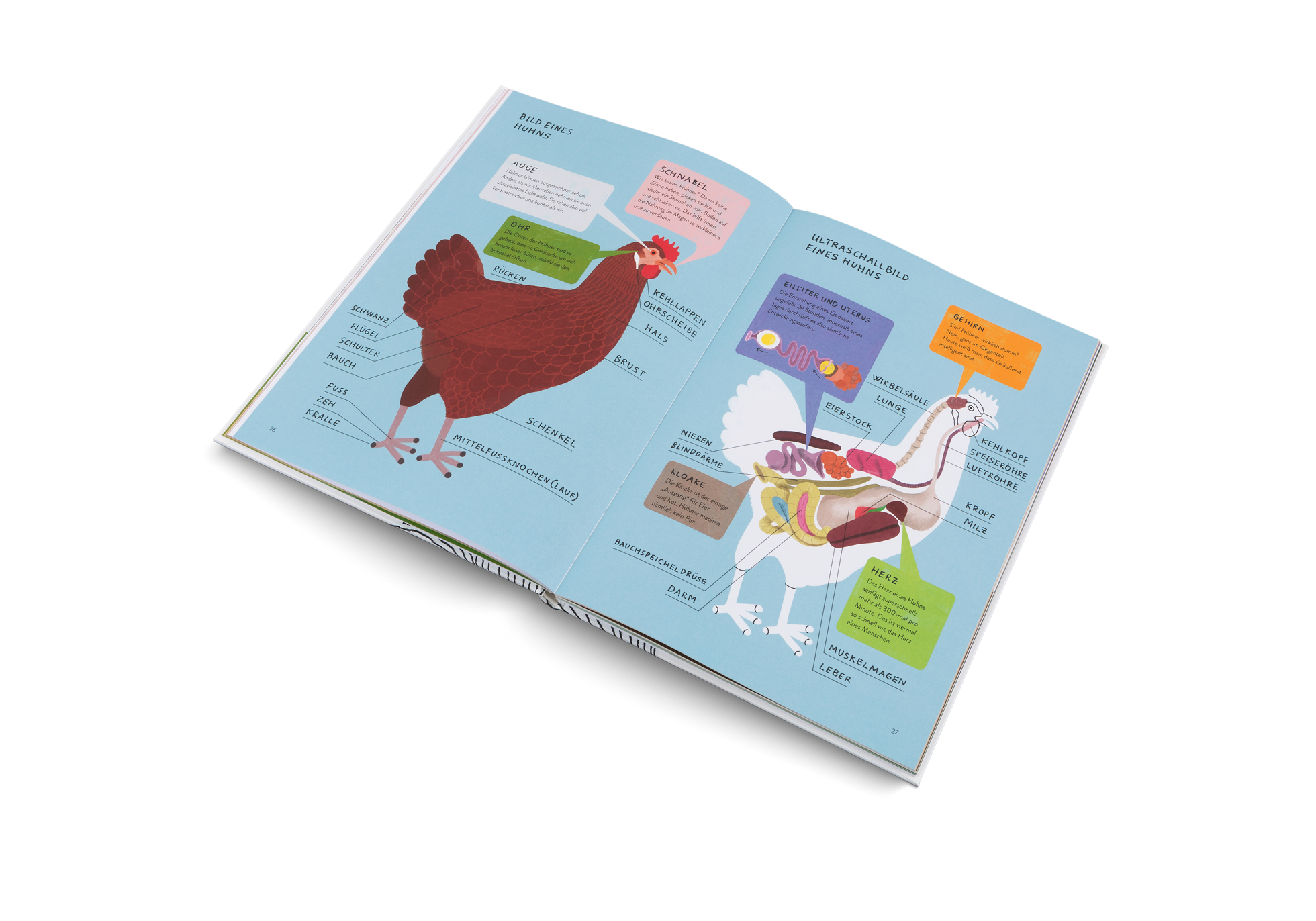 Bild eines Huhns in Ich wollt', ich wär' ein Huhn von Kleine Gestalten