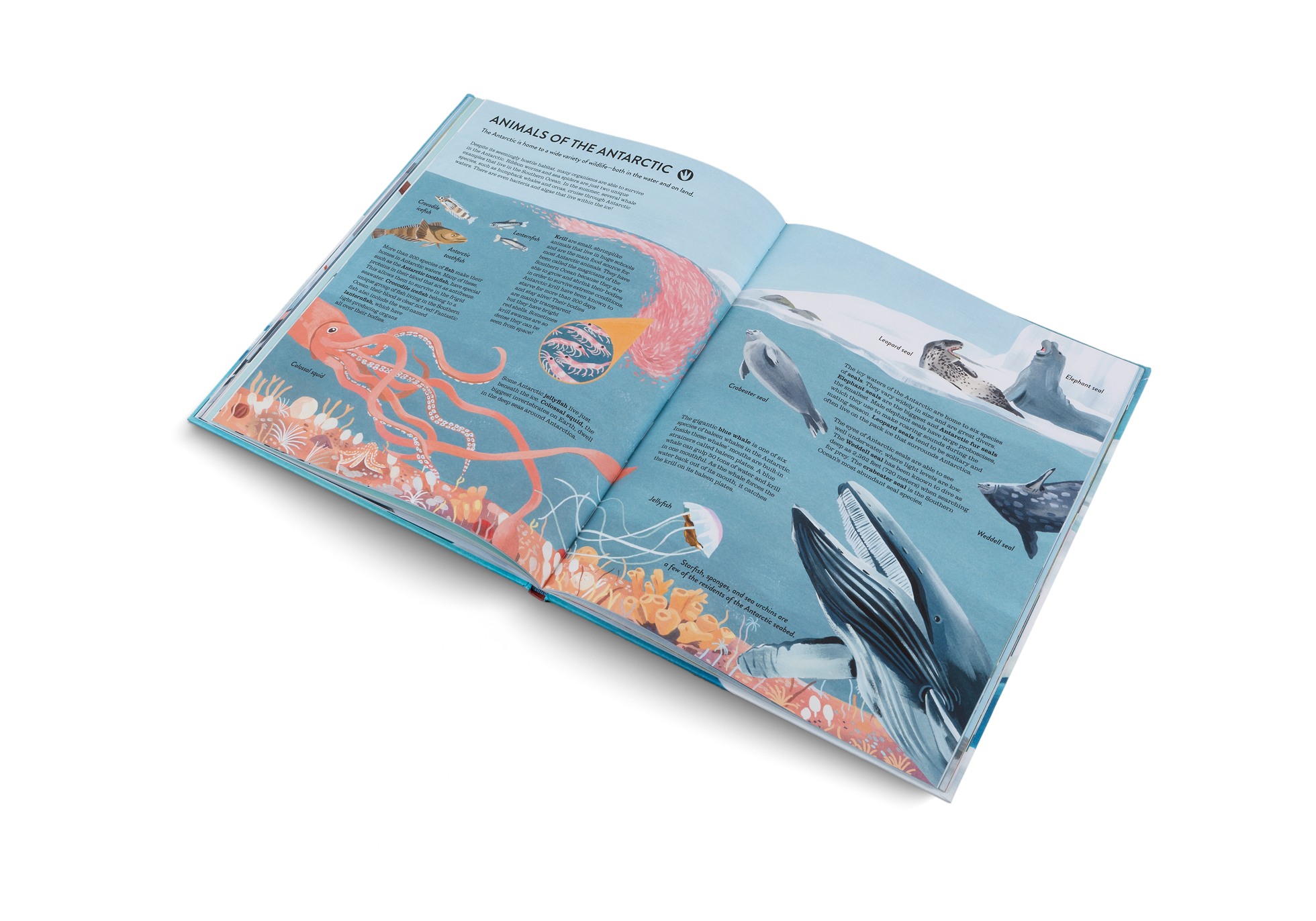 Animals of the Antarctic in Penguins and Polar Bears by Little Gestalten