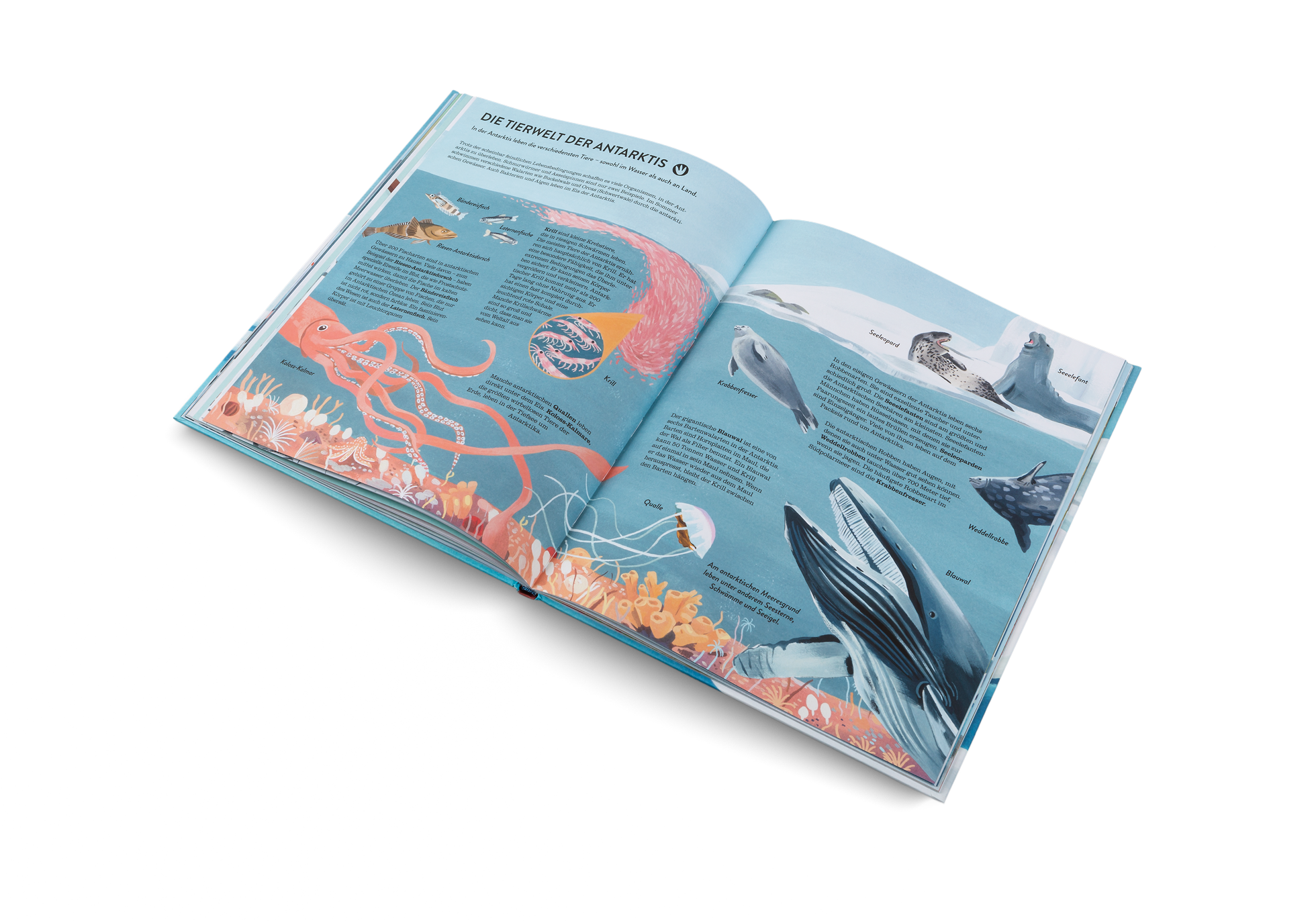 In der Antarktis leben die verschiedensten Tiere – sowohl im Wasser als auch an Land.