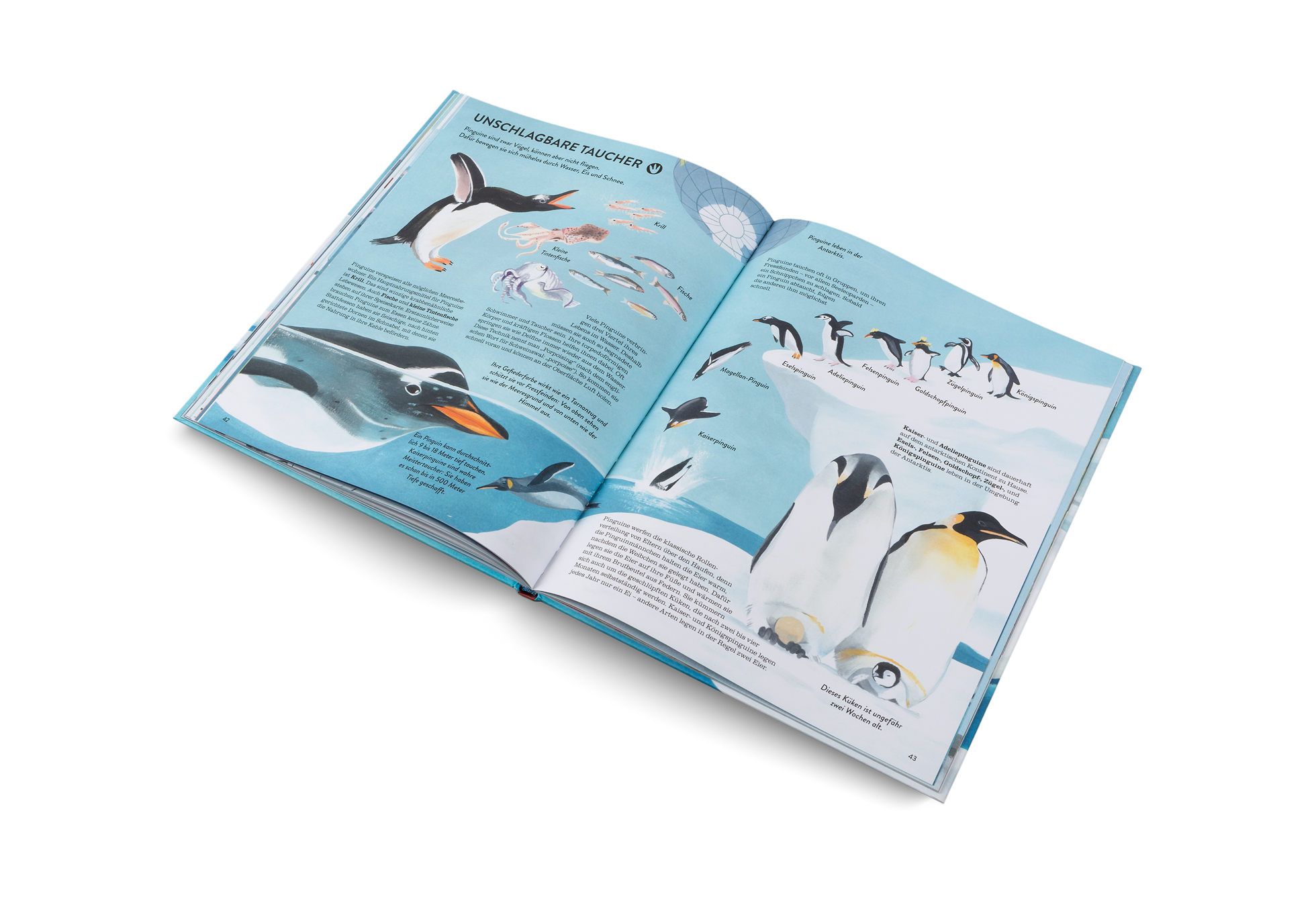 Pinguine sind zwar Vögel, können aber nicht fliegen. Dafür bewegen sie sich mühelos durch Wasser, Eis und Schnee.