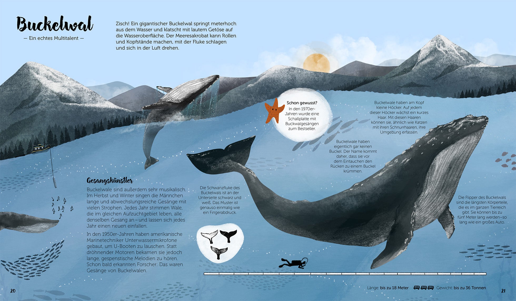 Buckelwale sind sehr musikalisch