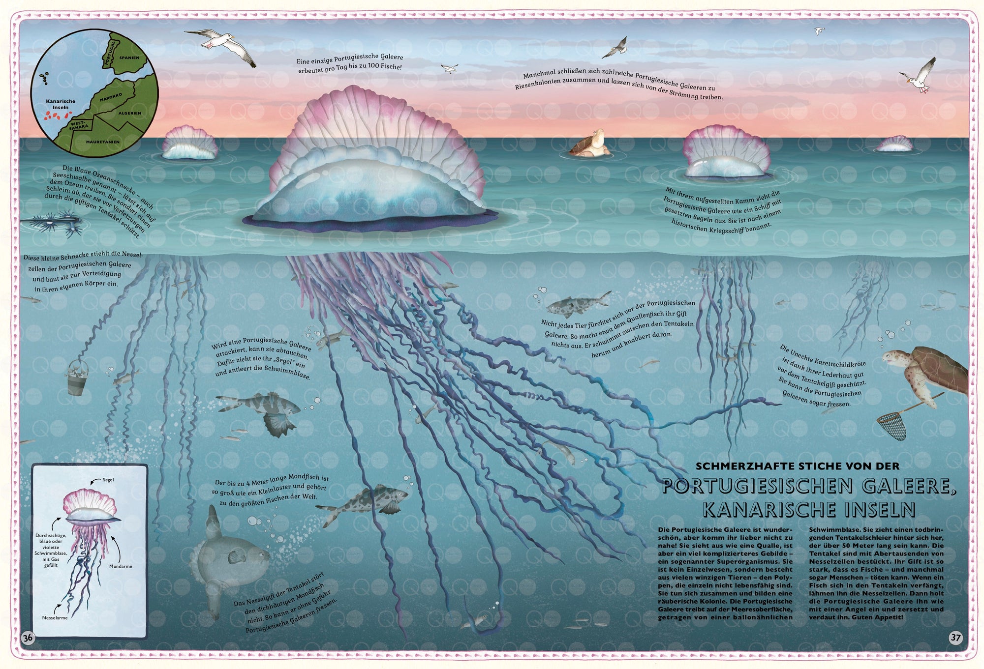 Schmerzhafte Stiche von der portugiesischen Galeere im Atlas der Ozeane