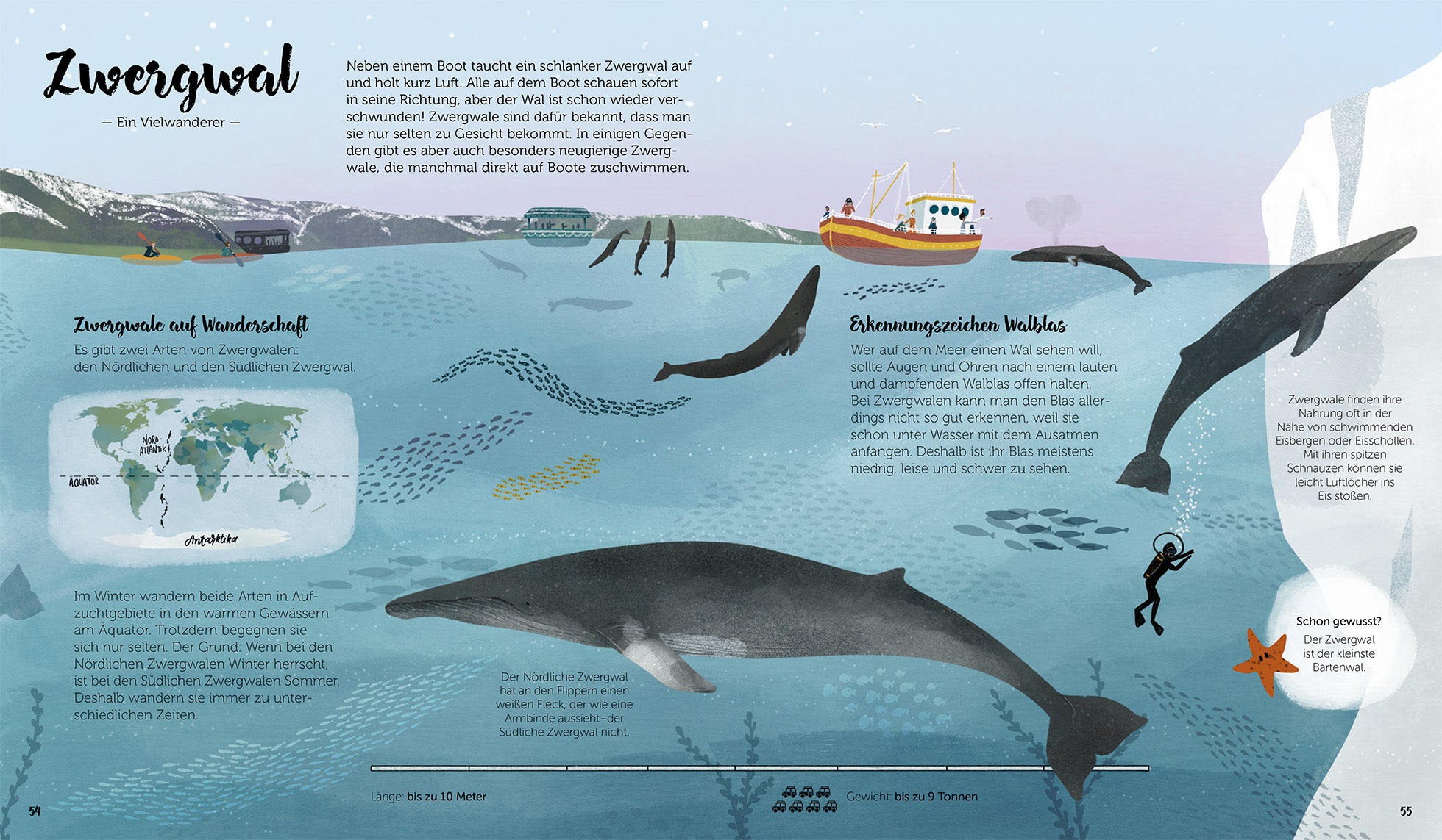 Zwei Arten von Zwergwalen