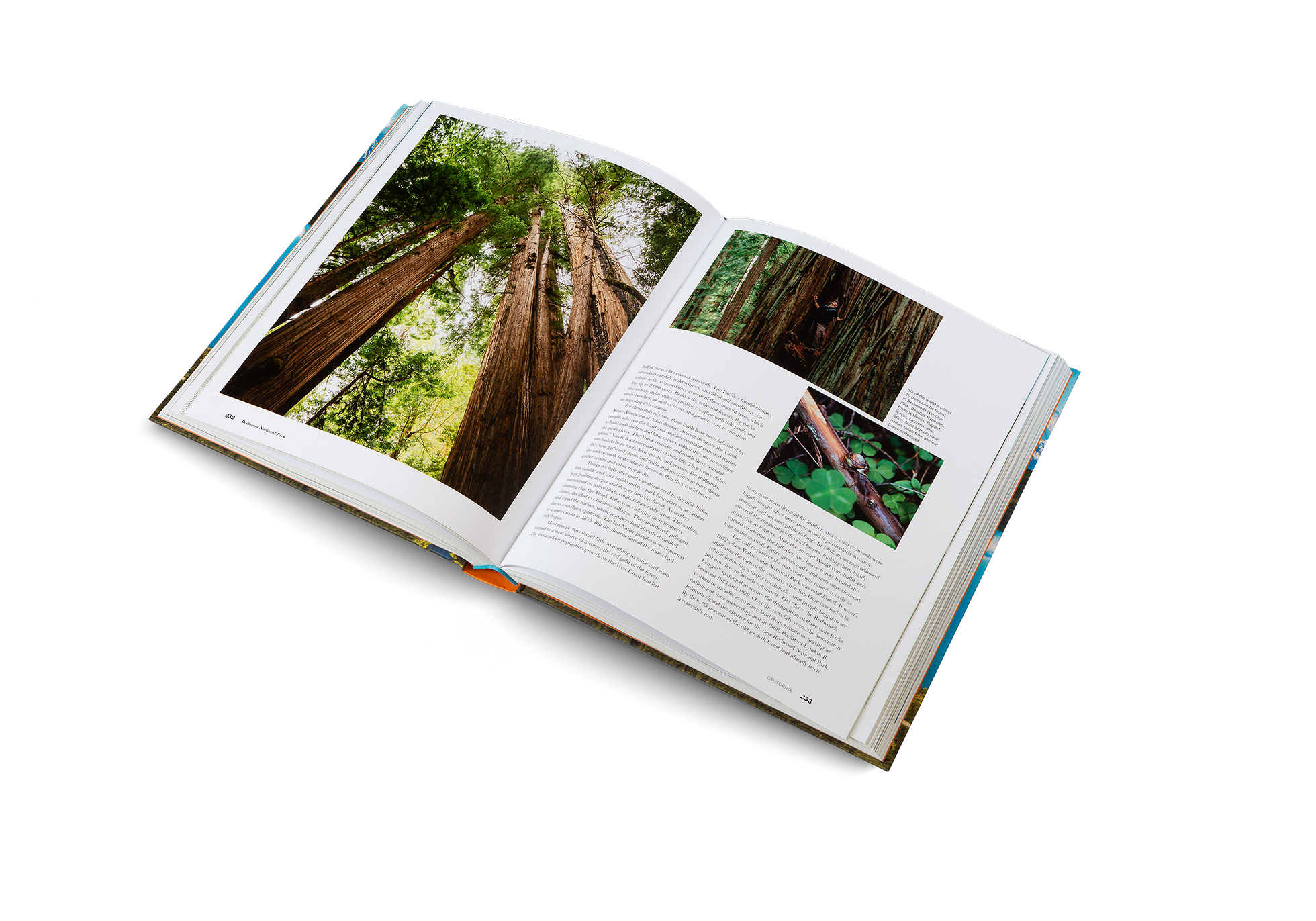 Six of the world’s tallest 10 trees can be found in Redwoods National Park. Besides Hyperion, there is Helios, Nugget, Icarus, Laurelin, and Orion. Most of them have names taken from ancient Greek mythology. Learn more about this park in The Parklands by gestalten and Parks Project.