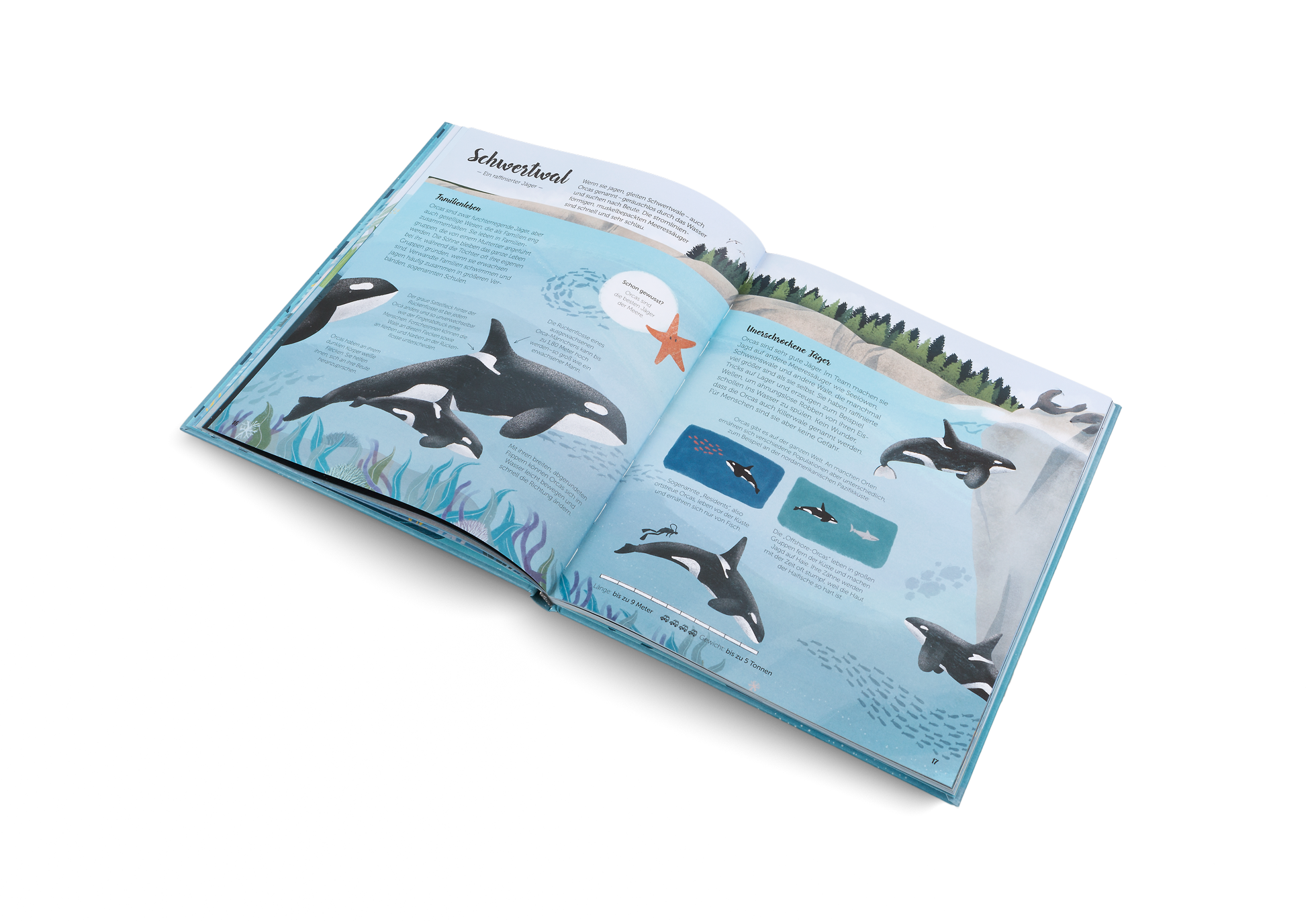 Schwertwale sind auch Orcas genannt