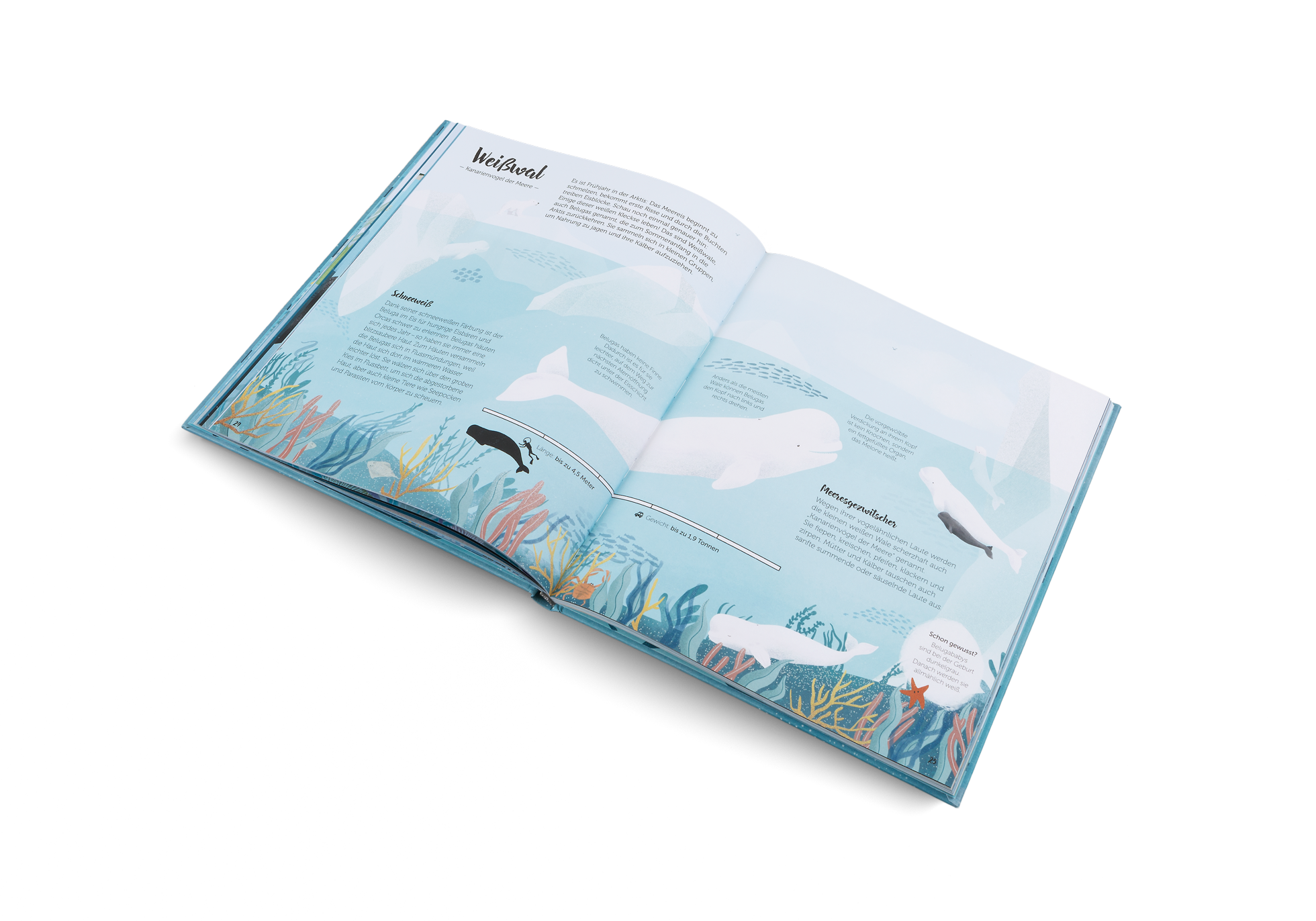 Weißwale sind auch Belugawale genannt