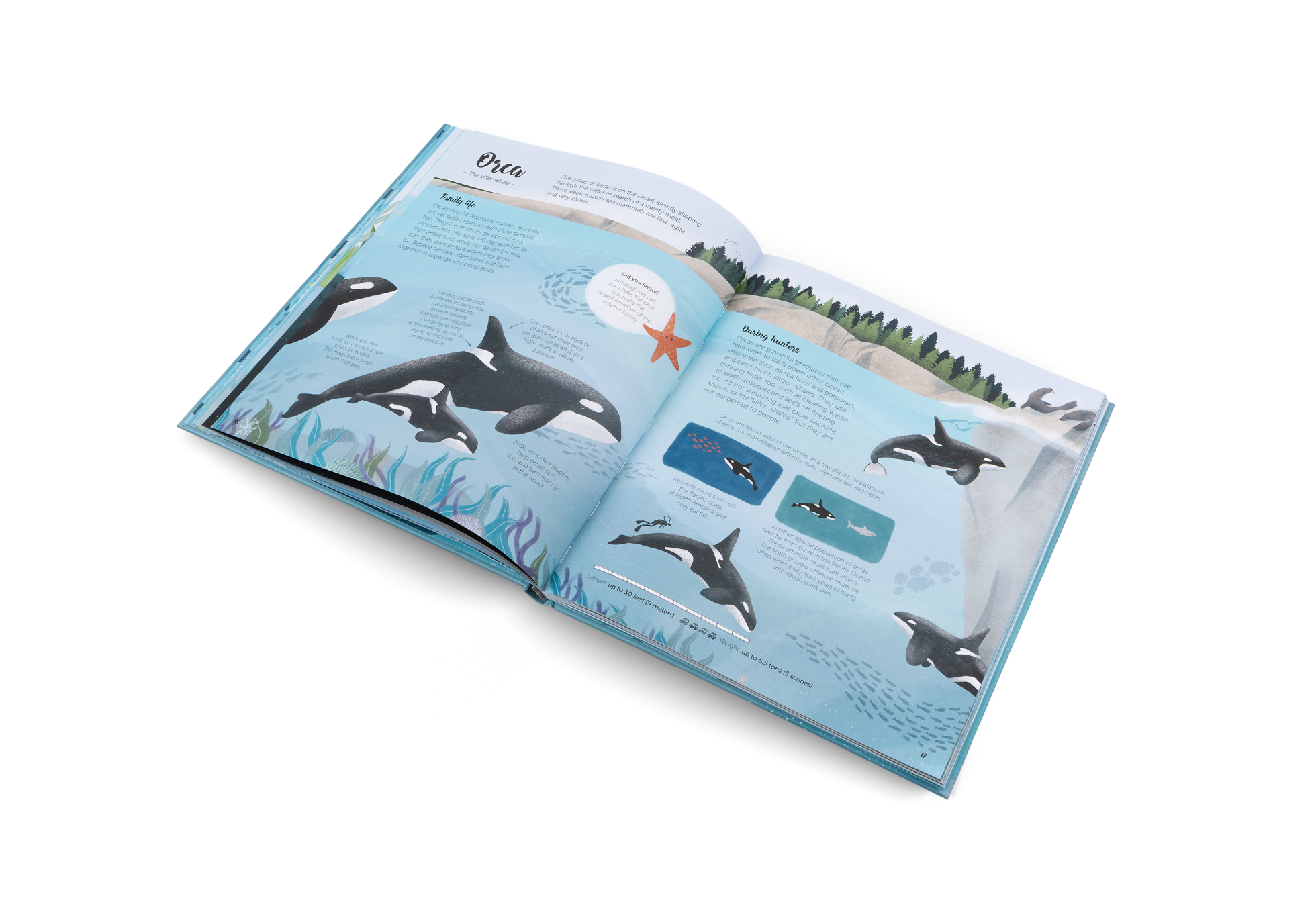 Orcas are whales