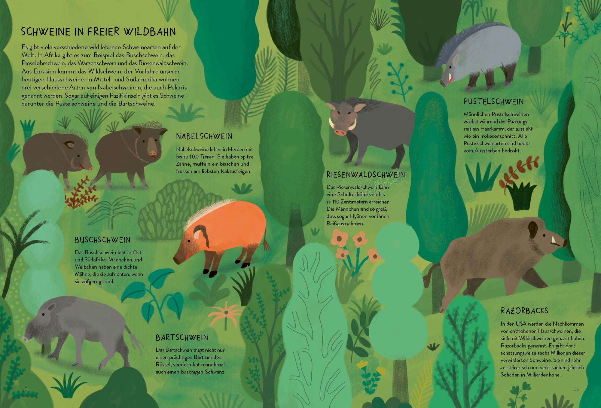 Es gibt viele verschiedene wild lebende Schweinearten auf der Welt. In Afrika gibt es zum Beispiel das Buschschwein, das Pinselohrschwein, das Warzenschwein und das Riesenwaldschwein. Aus Eurasien kommt das Wildschwein, der Vorfahre unserer heutigen Hausschweine. In Mittel- und Südamerika wohnen drei verschiedene Arten von Nabelschweinen, die auch Pekaris genannt werden. Sogar auf einigen Pazifikinseln gibt es Schweine – darunter die Pustelschweine und die Bartschweine.