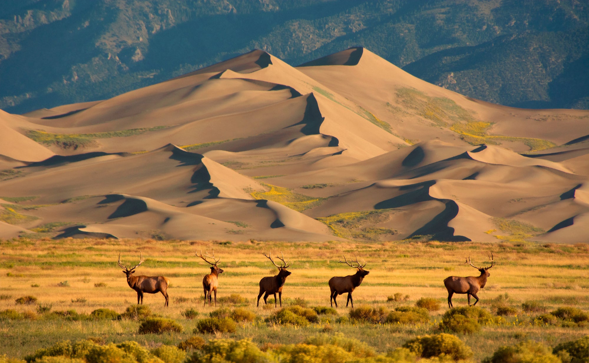 Used by NASA to test equipment for Mars landings, the otherworldly sandy Great Sand Dunes form the quietest park in the Lower 48. Explore this wonderful park in Southern Colorado with The Parklands a book by gestalten and Park Projects.