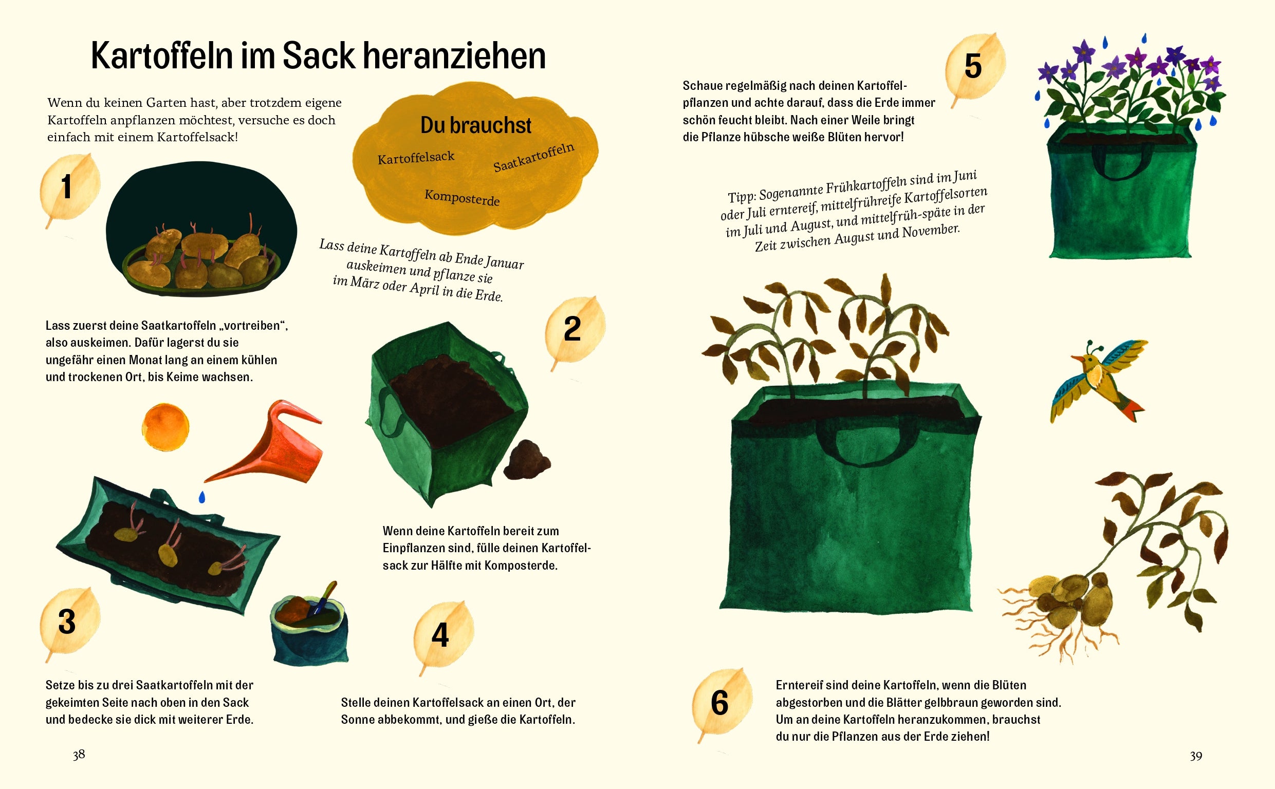 Kartoffeln im Sack heranziehen mit Kleine grüne Daumen
