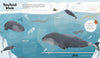 Bowhead whales are baleen whales living in the Arctic waters